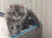Excel Maine Coon kitten for sale