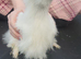 Silkie believed to be a cockeral
