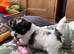 Sweet Shihpoo puppies ready now