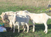 3 goats for sale
