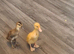 Ducks