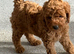 Poodle