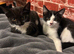 1MALE 1FEMALE KITTENS READY NOW