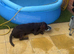 8 month old sprocker