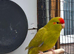 Young Kakarikis for new homes