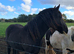 Fell Gelding for sale