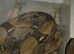 Male Boa Constrictor