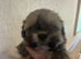 Lhasa apso cross shihtzu puppies