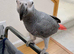 African Grey Female 3 year old
