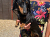 Beautiful gucci the miniature dachshund