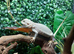 Hypo Zero Bearded Dragons at Birmingham Reptiles