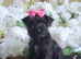 Yorkshire terrier yorkie puppies
