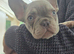 Beautiful French bulldog puppies