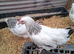 Coloured hybrids pullets 16to18 weeks
