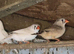 Finches