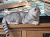 British Shorthair Kittens (ready to go in 1 week)