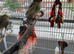 Baby Kakarikis looking for their forever homes. Ready now.