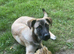 Belgian Malinois X Cane Corso