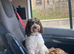 5 cavapoo for sale