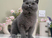 Bsh female kitten