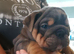 KC registered bulldogs.READY NOW