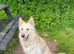 2 white German shepherd pups