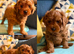 Cavapoo puppies *Ready on Wednesday 30/09!*