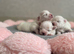 Beautiful KC reg.Maltese puppies