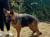Retiring German Shepherd female