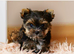 TINY MINI MINIATURE BOY YORKIE RKC REGISTERED