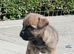 Stunning pure bred border terrier pups
