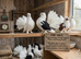 Indian fantails for sale