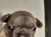 Kc registered 6 generations kc puppies