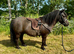 A Stunning Standard Shetland