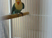 2 baby lovebirds