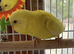 Lutino baby budgie
