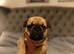 French bulldog puppies