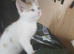 Kittens ready now..