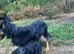 Cocker spaniel
