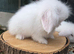 Fluffy bunnies reduced to find new homes ( teddywidders )