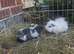 Pair of bonded texel cross guinea pig baby boars.