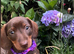 Stunning litter of Dachshunds