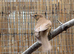 Cinnamon male songthrush