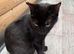 TWO FEMALE CATS NEED LOVING HOME/S