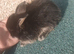 3 mini lops