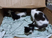 White and black kitten male and 2 black n white female kittes