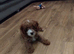 Cavapoos