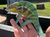Panther Cameleon (Ambanja)