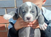 Blue staffy pups