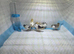 Painted quail chicks with vivarium